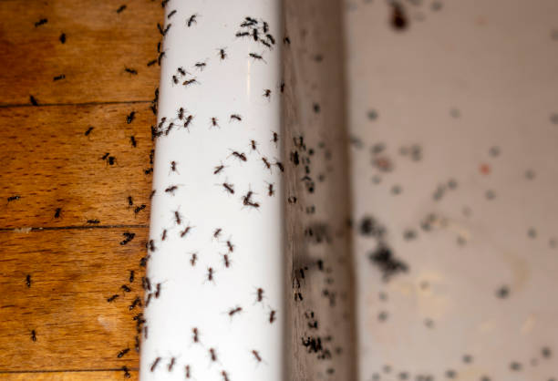 Best Exterminator Services  in Republic, WA