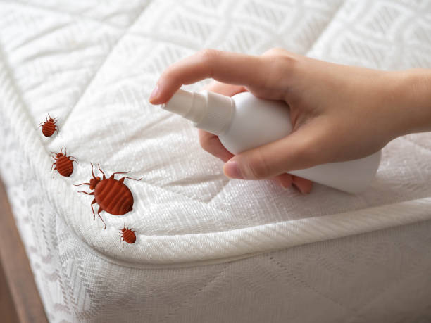 Best Termite Control Services  in Republic, WA